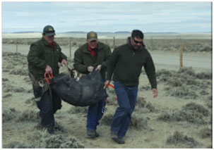 Wyoming big game license draw results available on-line ...